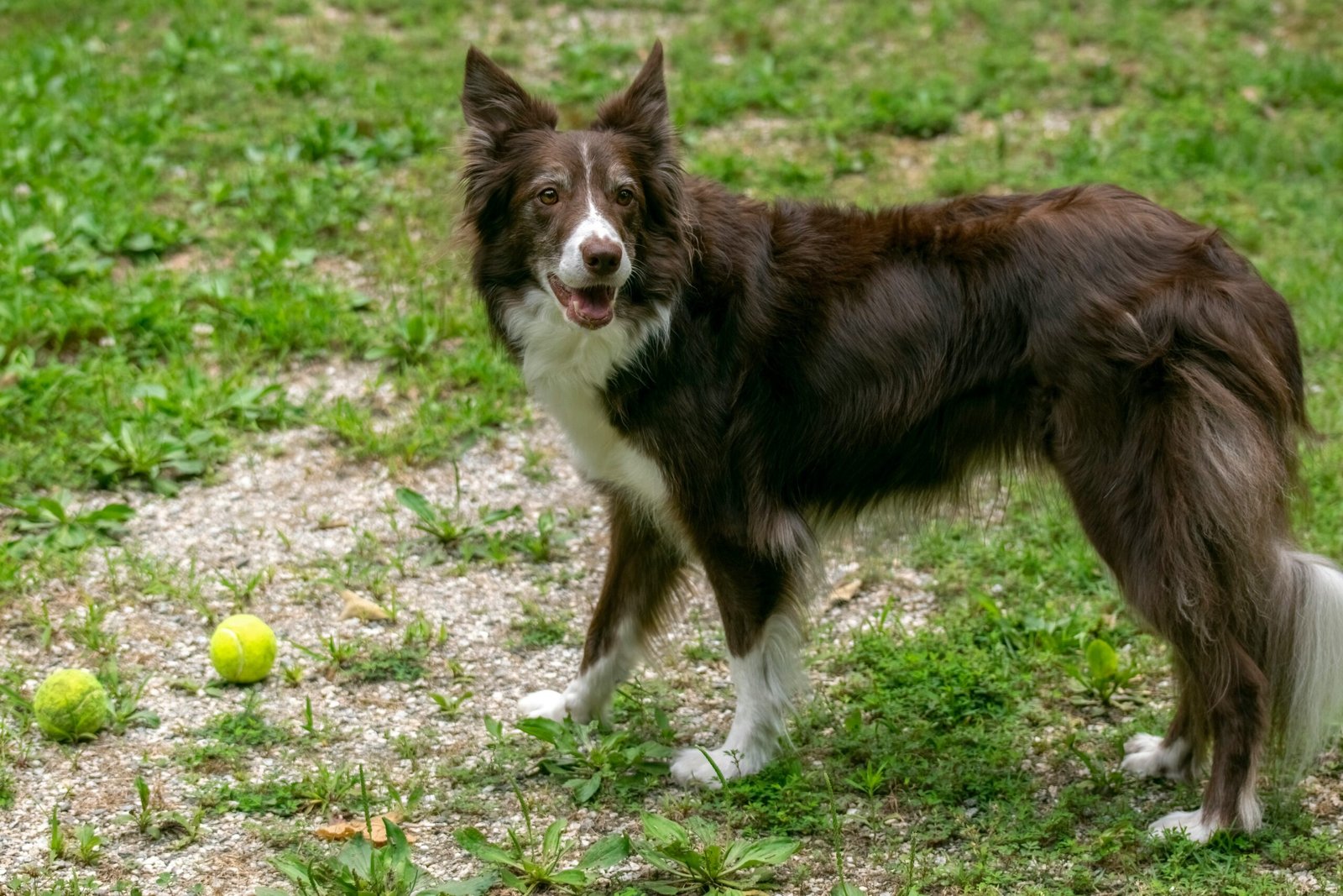 a dog standing on grass